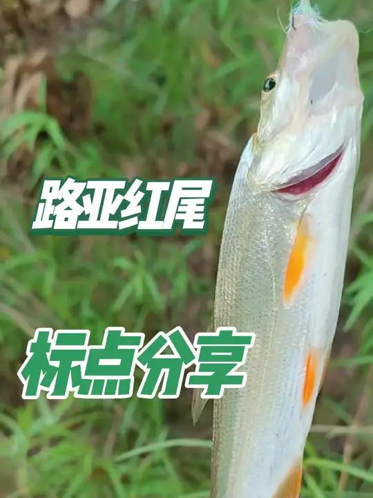 路亚野钓红尾标点分享,据说大的有三斤!这谁忍得住,拿起鱼竿冲 详细定位攻略都在高清卫星地图