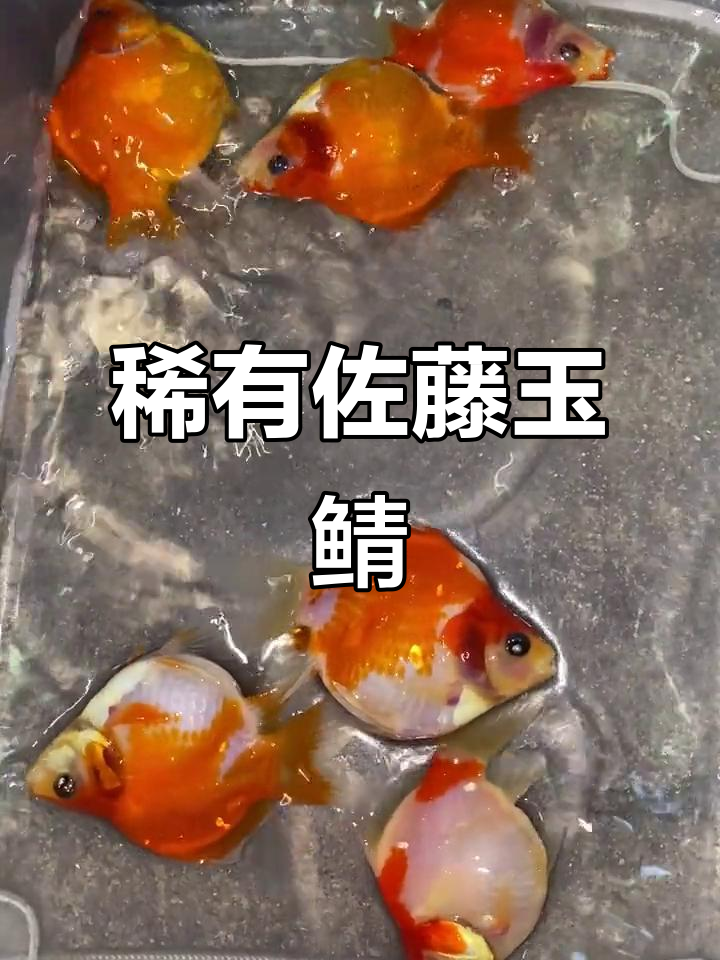 进口佐藤玉鲭:兰寿金鱼中的珍品