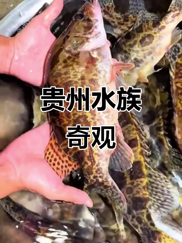 贵州溪流藏着丰富淡水鱼,令人惊叹的自然宝藏!
