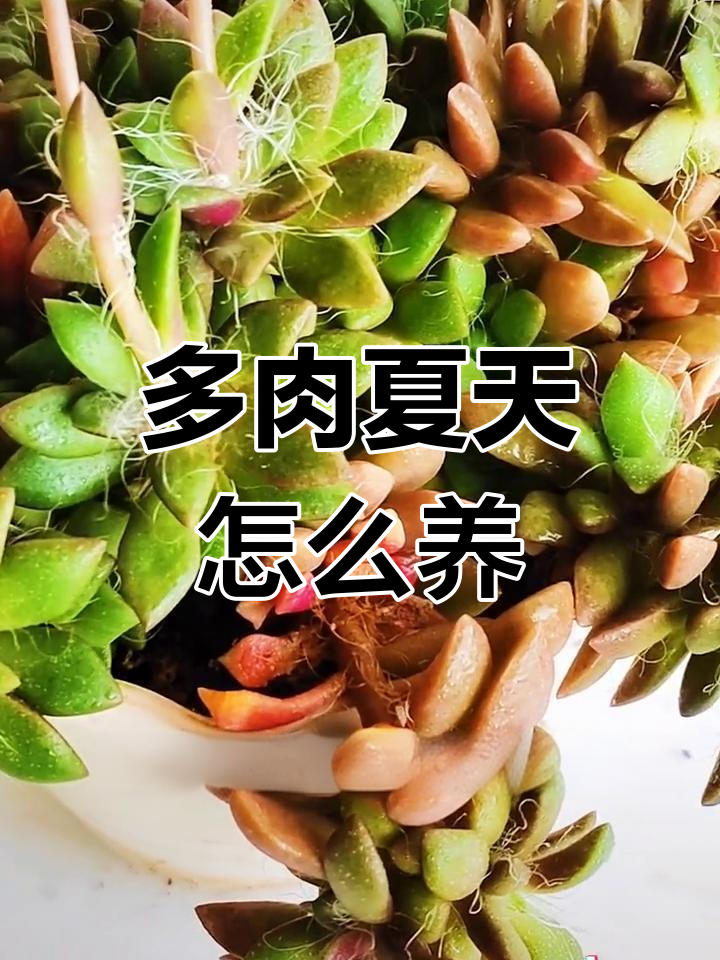 夏季多肉养护推荐:吹雪之松井,耐养不根腐