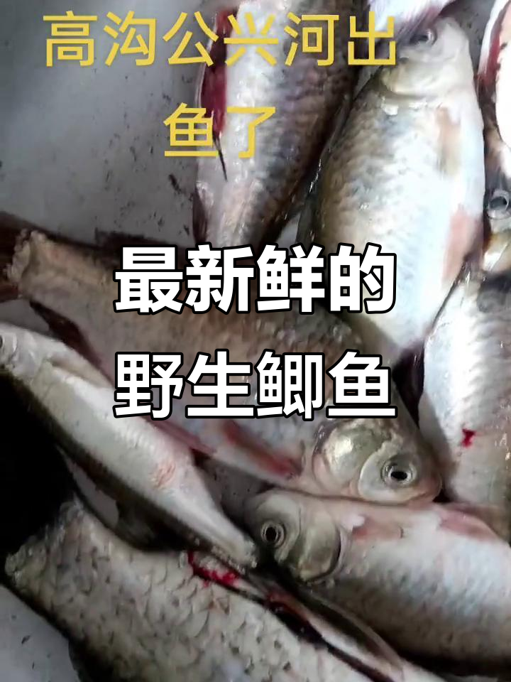 野生鲫鱼新鲜出炉，超真实图片大揭秘