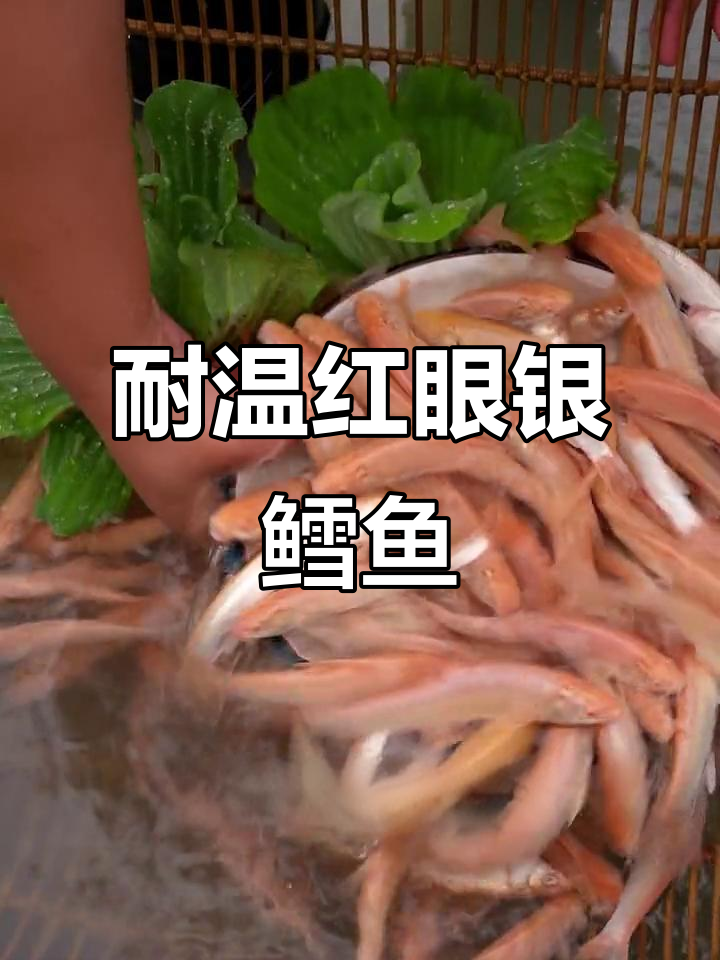 红眼银鳕鱼养殖技巧:1到35℃水温都能适应,抗逆性强