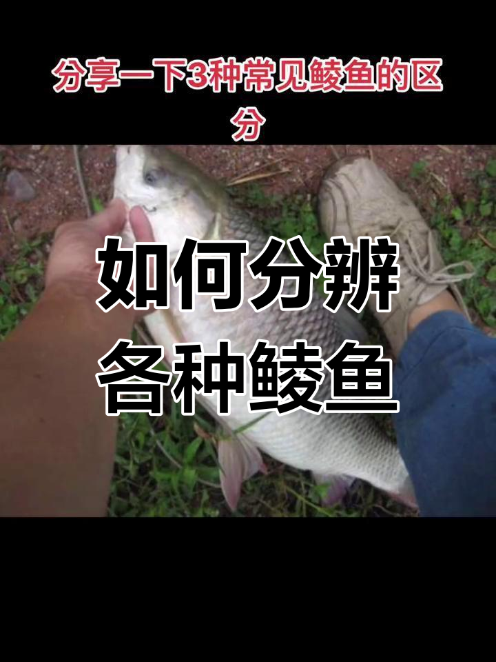钓鲮鱼种类大揭秘,轻松区分不同品种