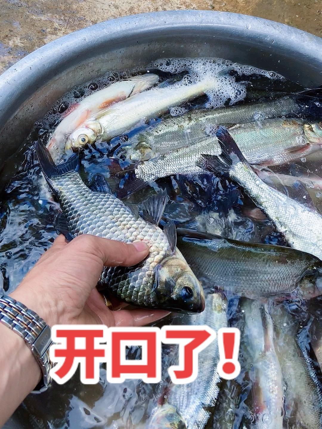 前两天的降温鱼情有影响,今天早上鱼情回来了,6.4鱼情播报:一人早上20多条鲫鱼,最大的半
