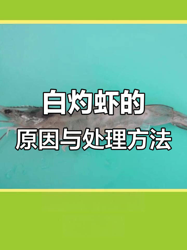 虾肌肉白浊原因分析,如何快速处理?