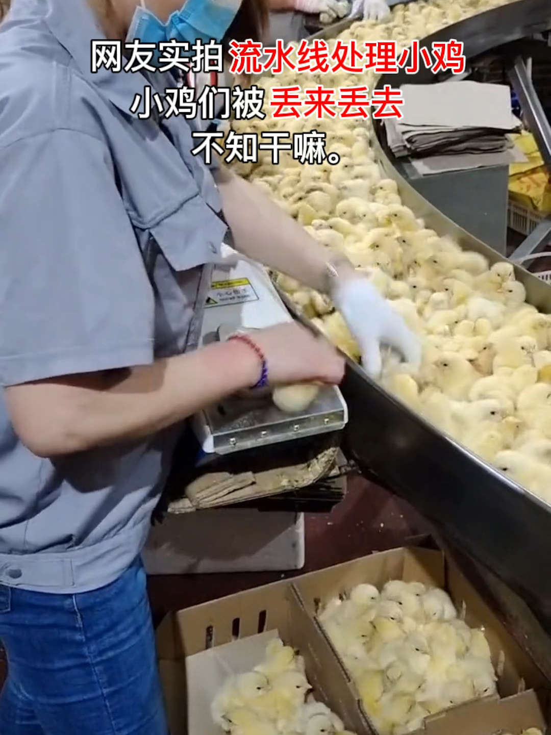 工厂流水线孵化小鸡的一生