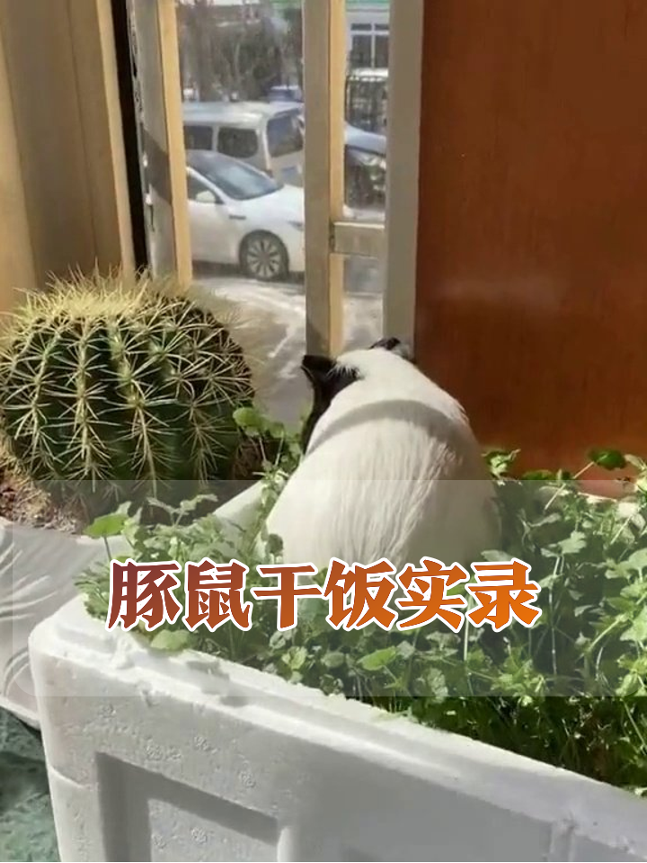 豚鼠沉浸式干饭:跳进菜篮子狂炫自助沙拉