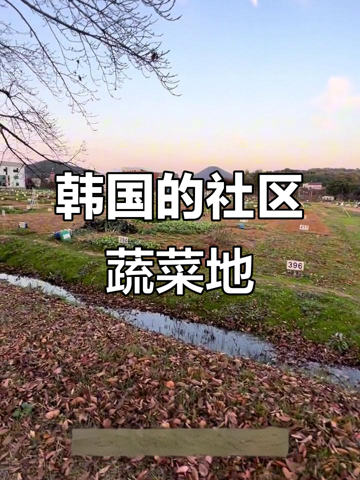 韩国市民的“自家庭院菜园”,竟是这样规划!