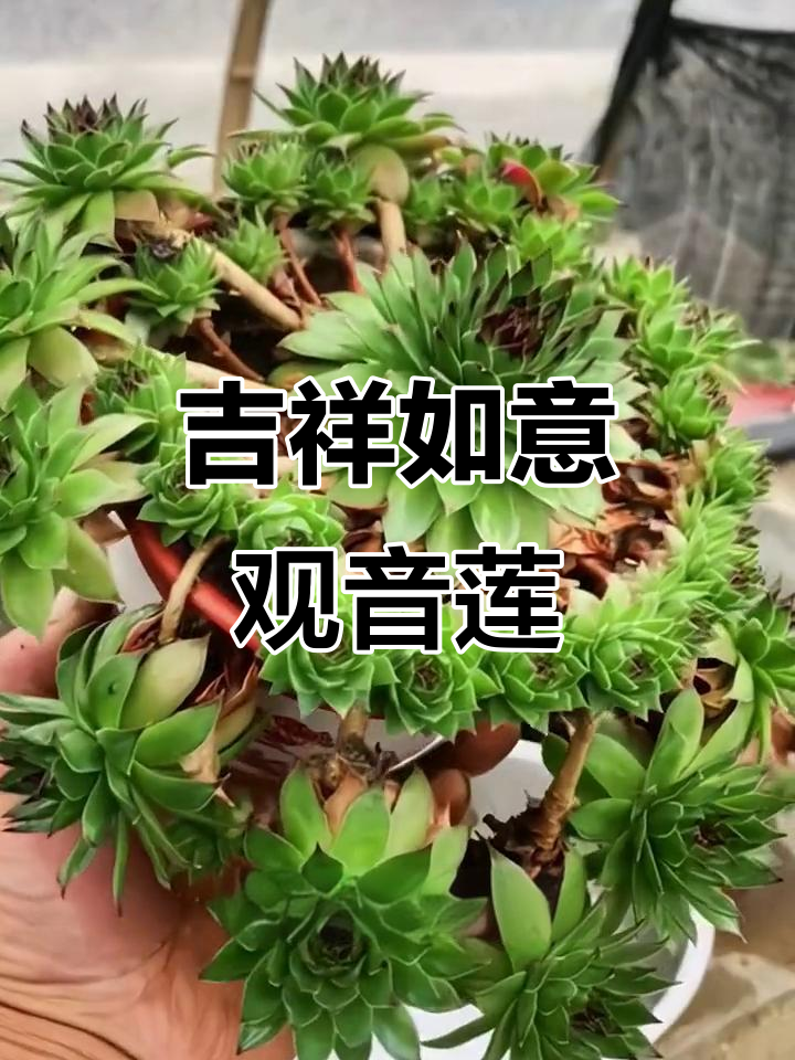 观音莲:如莲花般美丽的多肉植物,养护简单又容易繁殖
