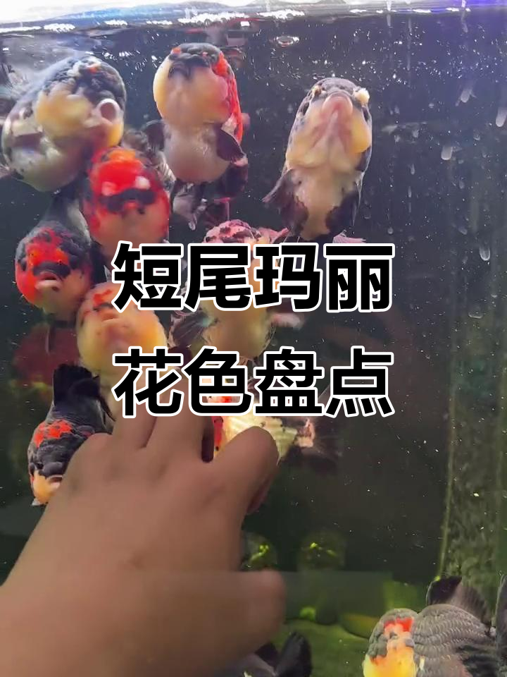 短尾玛丽青皮金鱼花色大揭秘,黑白红三色的魅力变化