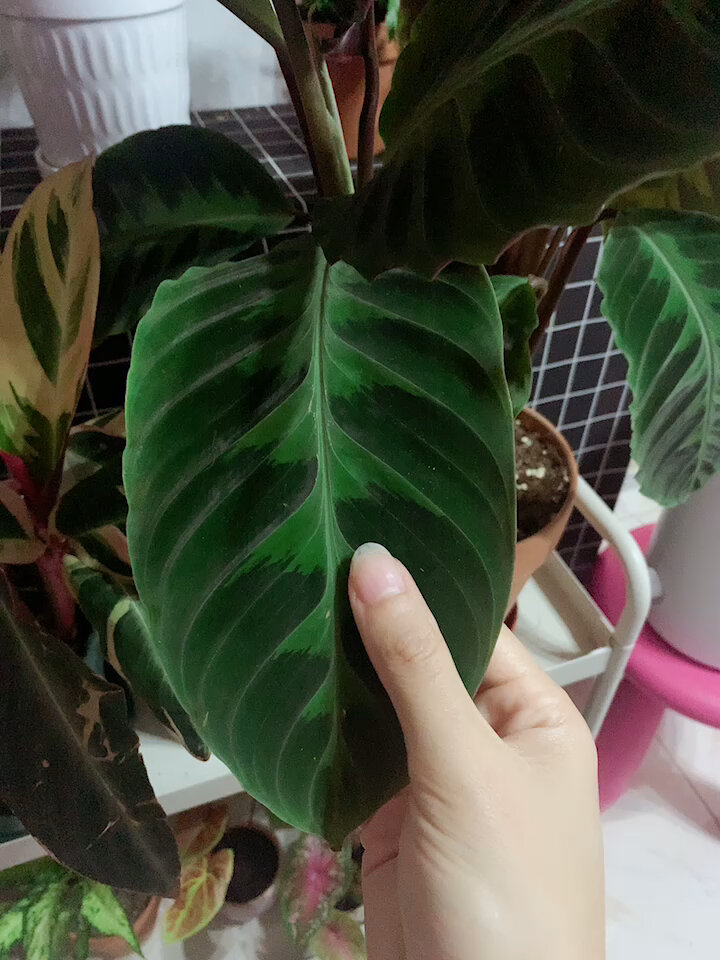 我的植物角之十:紫背天鹅绒竹芋