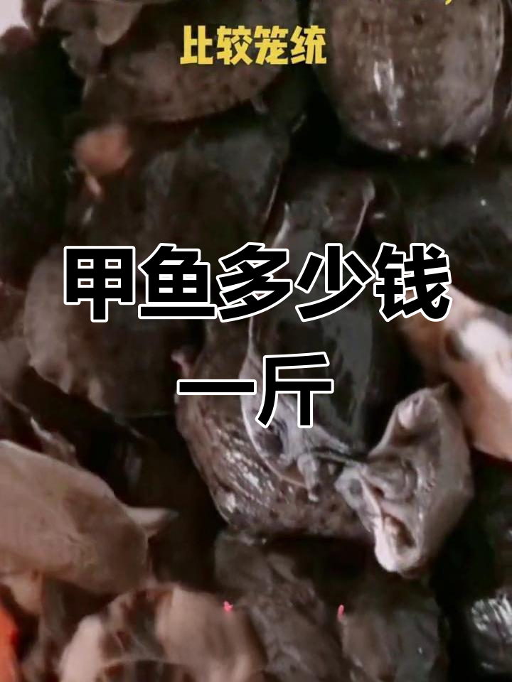甲鱼价格大揭秘:不同品种、大小,价格差异有多大?