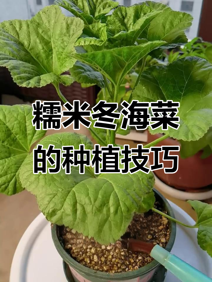 室内种植糯米冬寒菜,轻松上手!