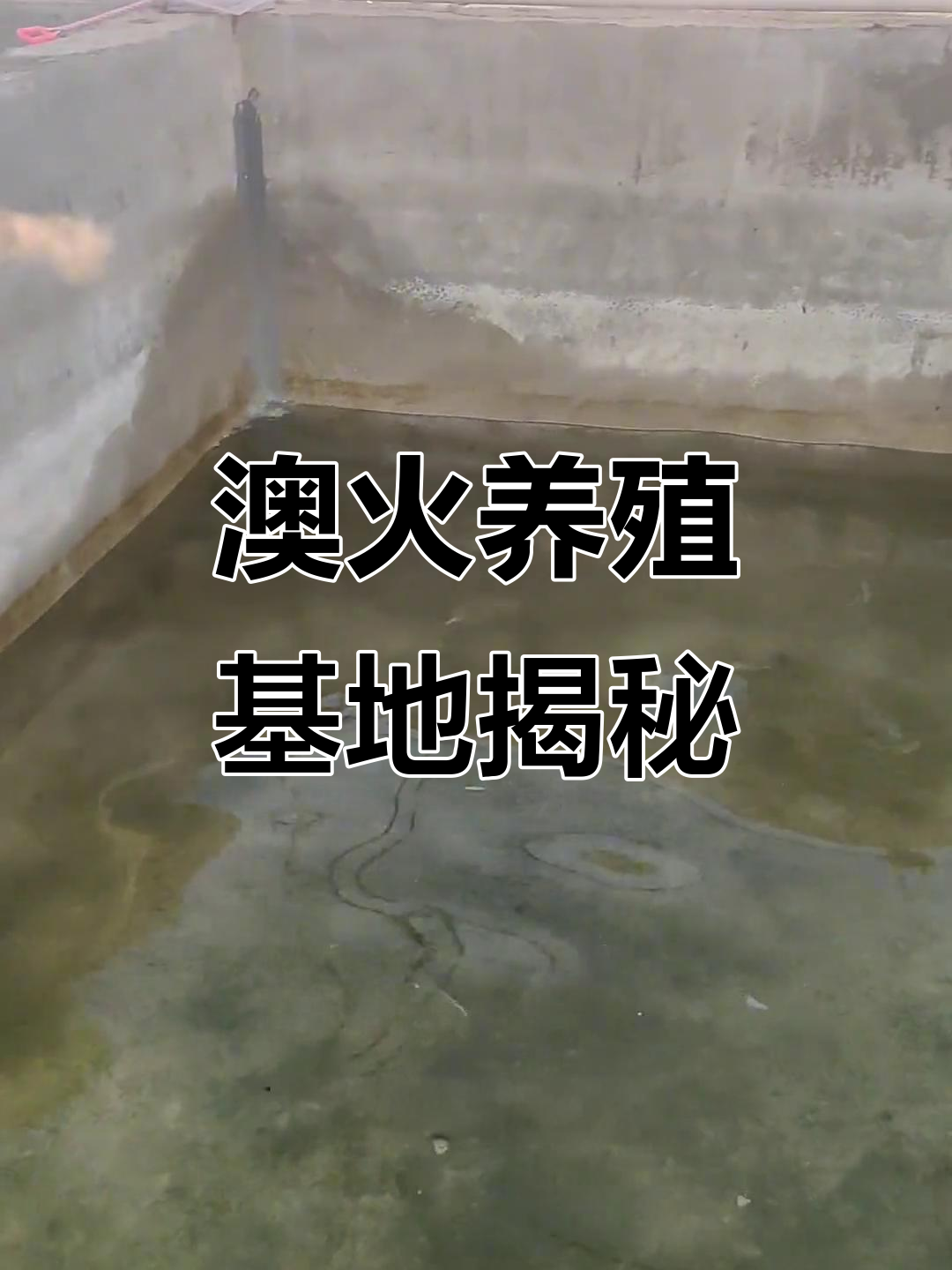 澳火养殖基地探秘：从干涸到重生，斗鱼焕发新生机