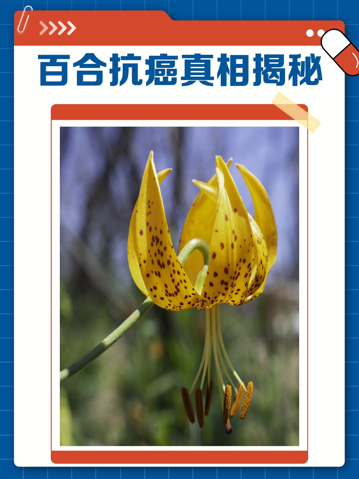 百合能抗癌?专家揭秘真相