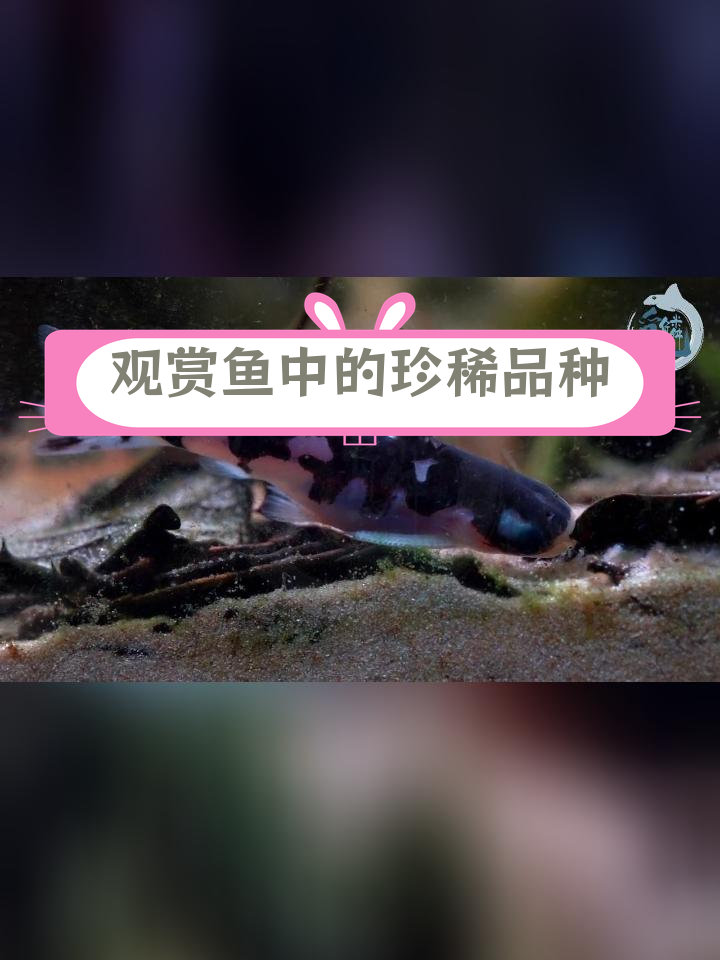 巴西奶牛豹鲸:南美水族奇观