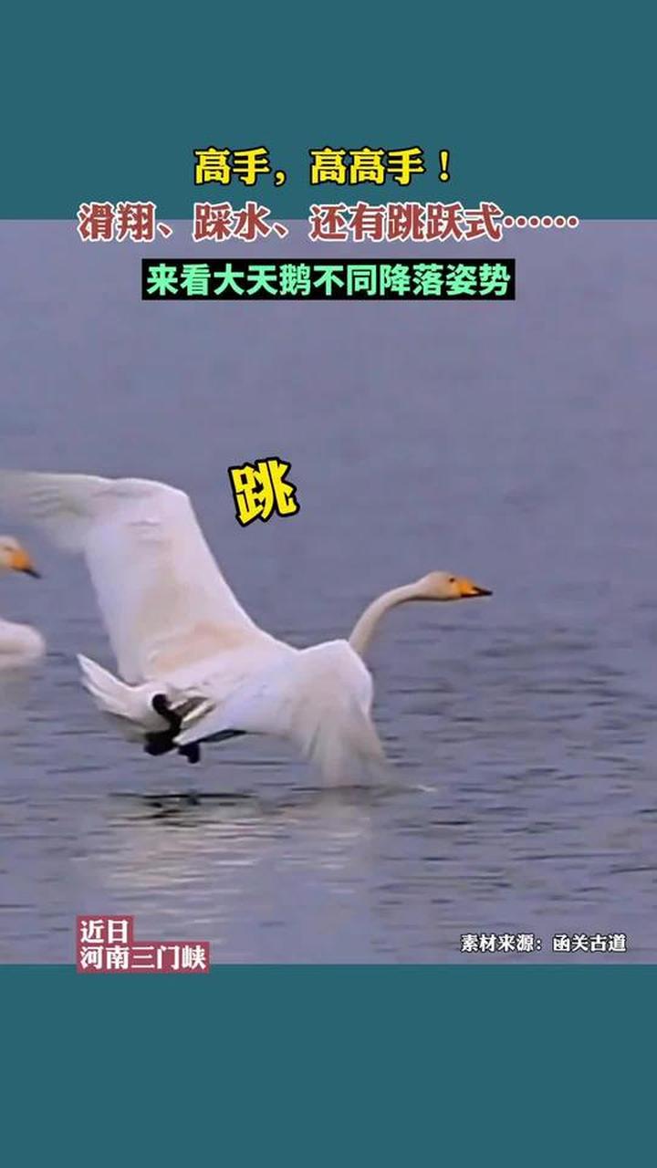 三门峡天鹅湖，大天鹅降落有滑翔踩水等多种姿势