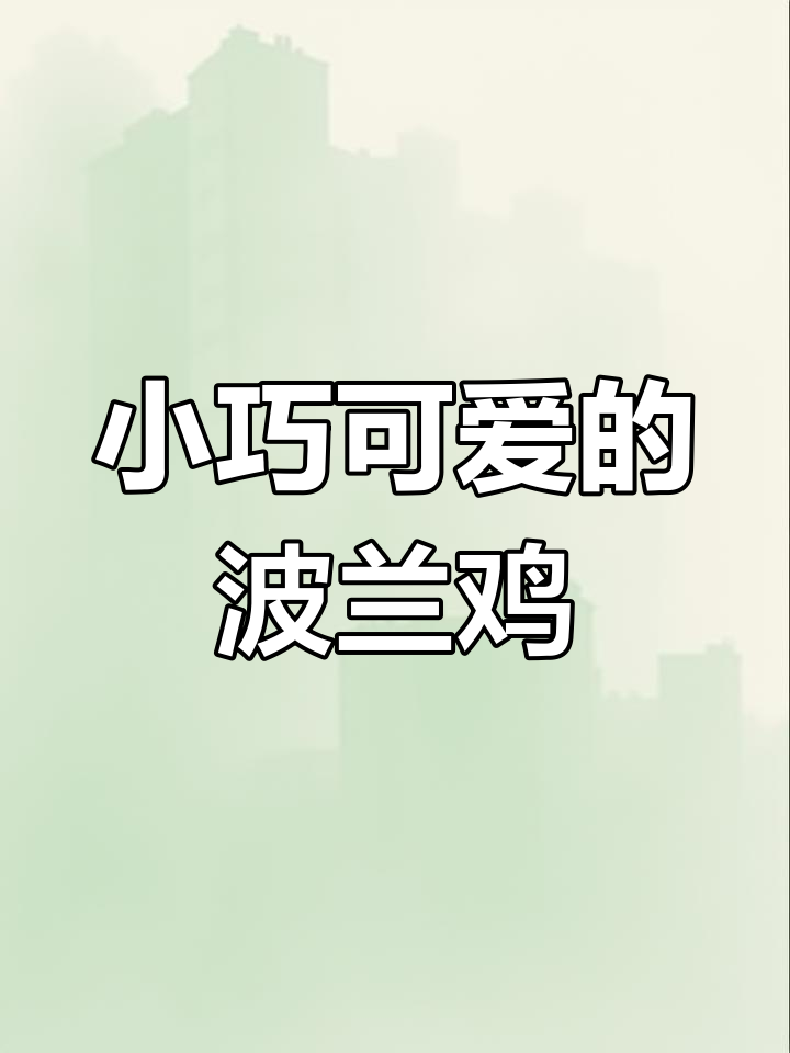 波兰鸡:小体型高繁殖,适合全国各地饲养