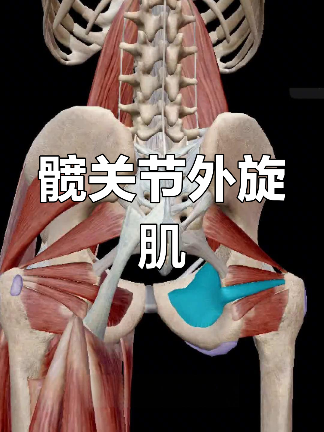 臀部深层肌肉结构解析
