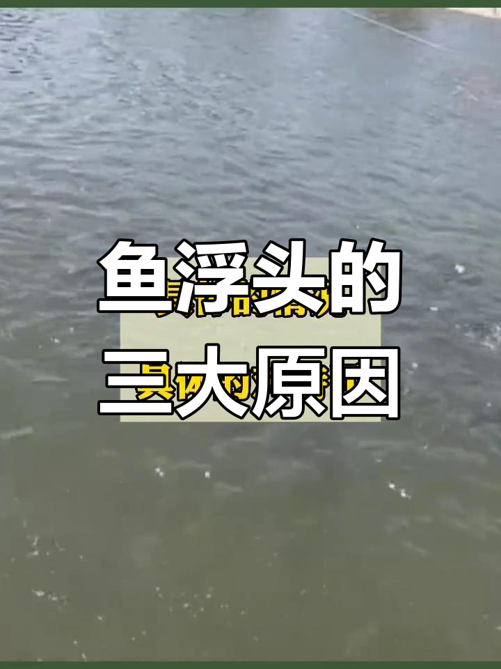 鱼塘不缺氧却浮头?这些原因你得知道