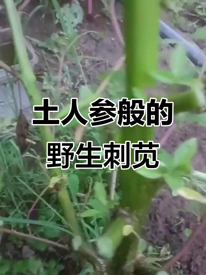 农村的宝贝野苋菜,根硬如锯子,竟是猪饲料!