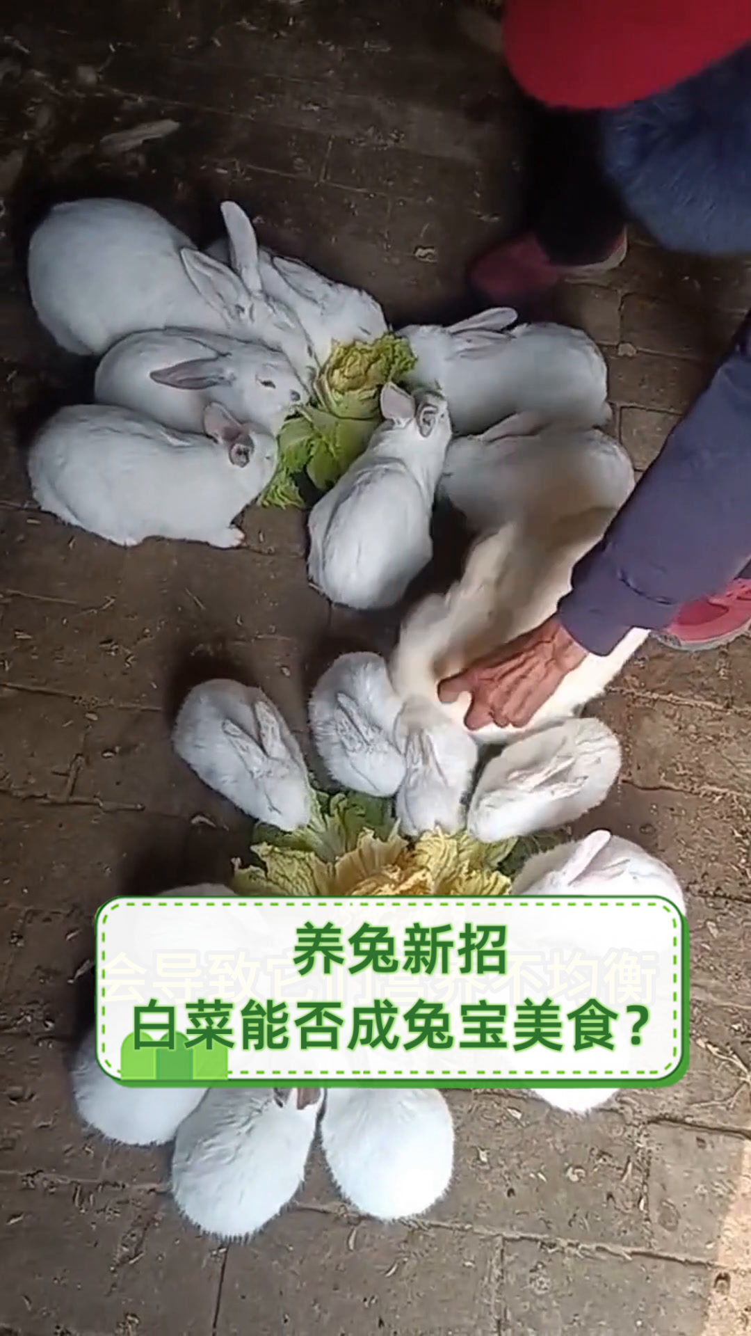 养兔新招,白菜能否成兔宝美食?
