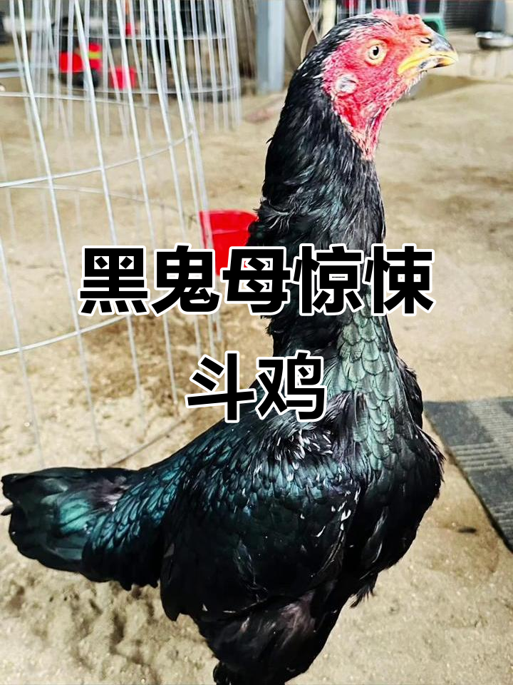 顶级黑鬼母斗鸡,脚鳞惊人!平头爱好者震撼来袭