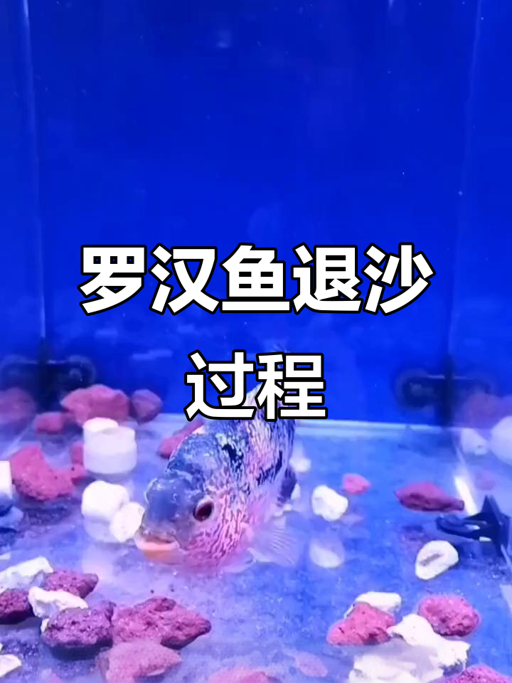 火凤罗汉鱼退沙全过程揭秘
