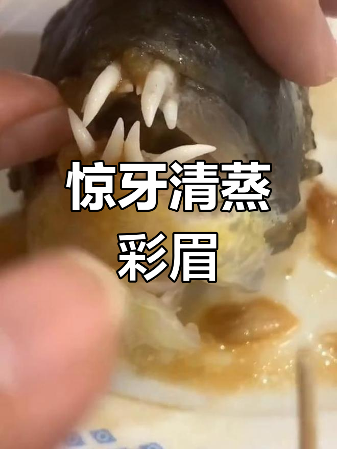 清蒸彩眉鱼,口感超乎想象!