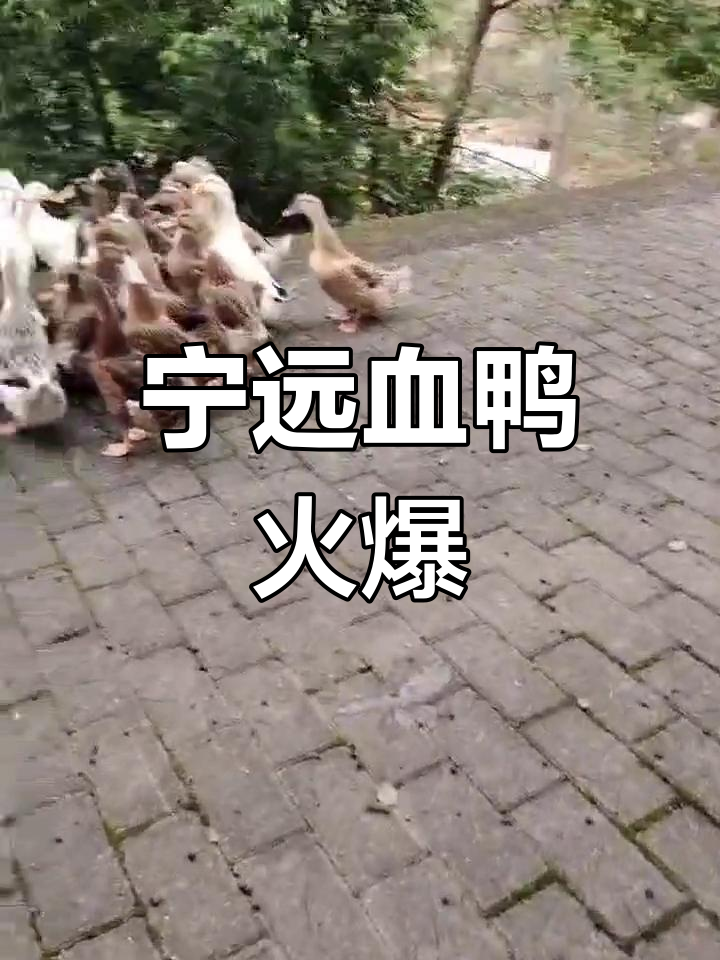 宁远血鸭风靡江南,2024共赴未来