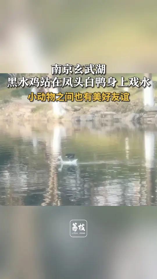 南京玄武湖 黑水鸡站在凤头白鸭身上戏水 小动物之间也有美好友谊