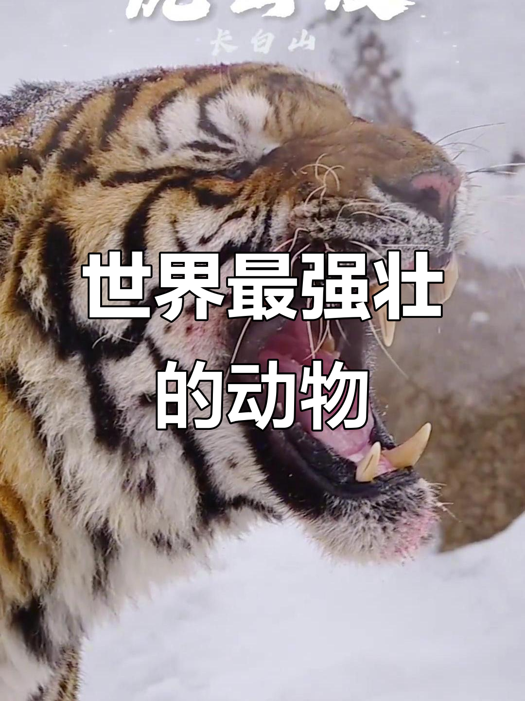 威猛与美丽并存,探秘世界上最强大的动物之一