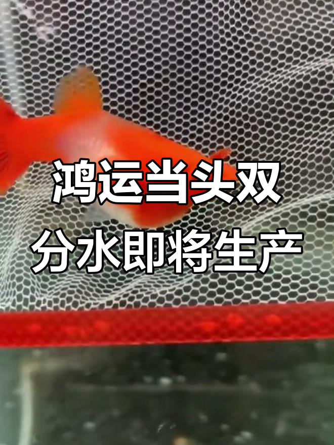 母鱼快生小鱼了，这些征兆你知道吗？
