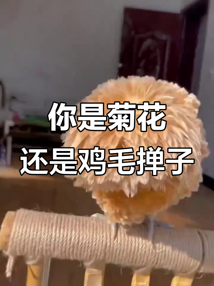 宝宝是菊花还是鸡毛掸子?看这表情太搞笑了