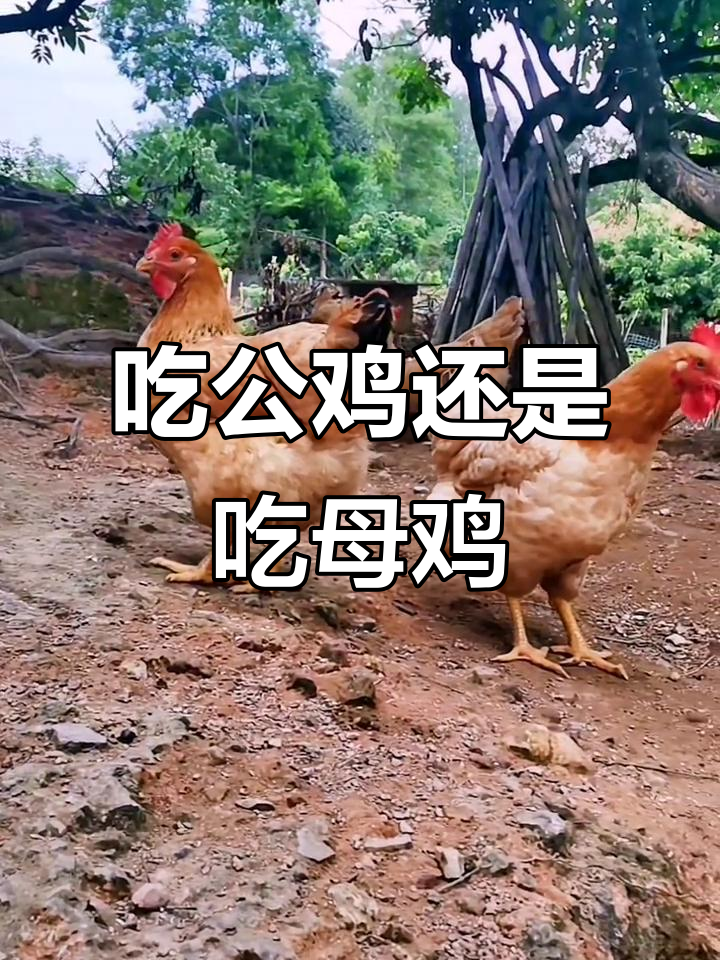 公鸡母鸡怎么选?农村散养土鸡的秘密