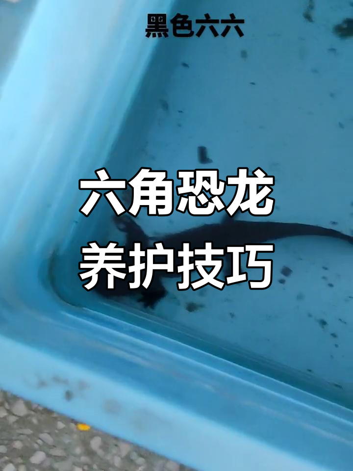 六角恐龙新手养法大揭秘,黑色最易存活