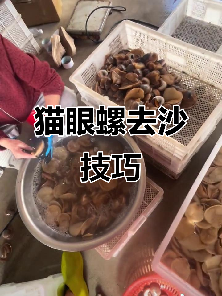 猫眼螺如何去沙?揭秘无泥无沙的秘密