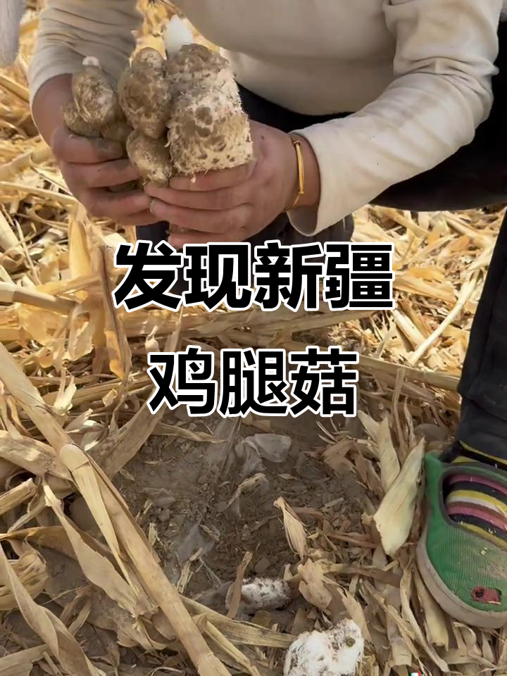 新疆野生鸡腿菇,深藏山林的美味宝藏