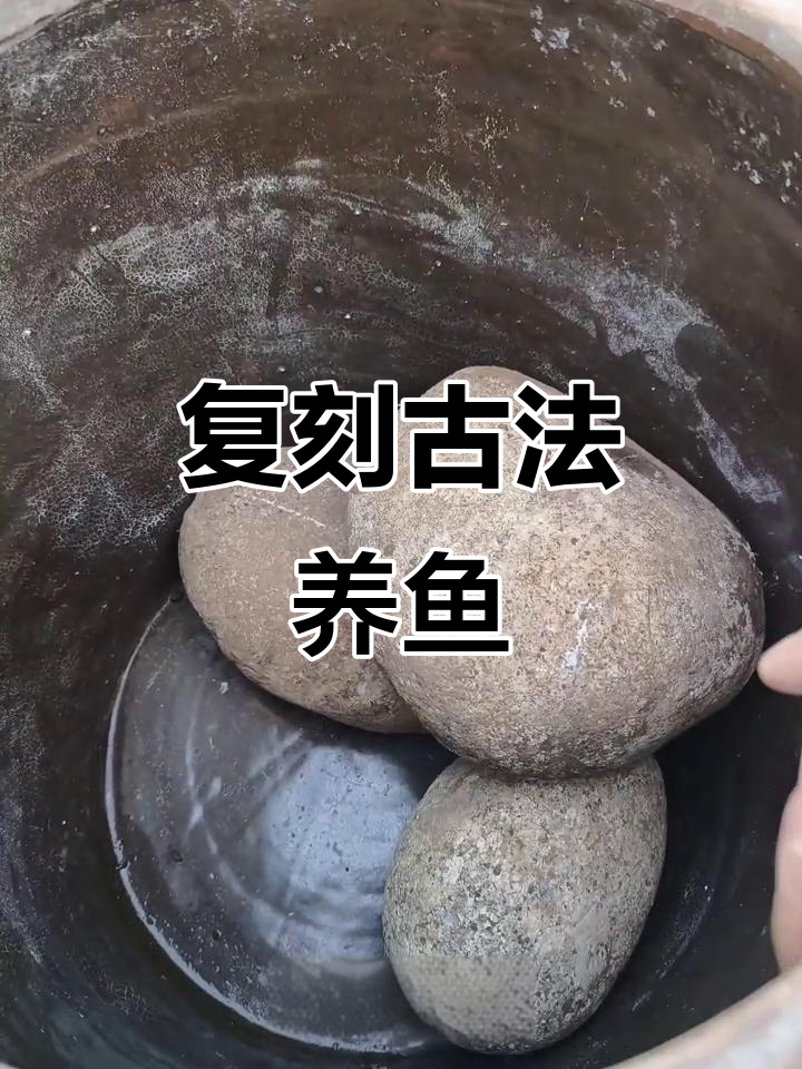 古法养鱼全攻略:简易步骤教你打造完美盆景
