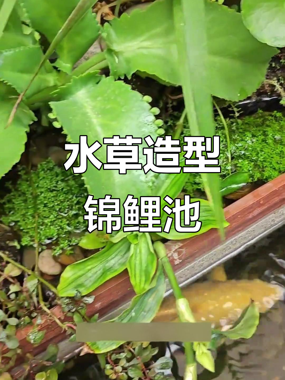 锦鲤池造景,水草搭配新发型,轻松养护,环境无要求!