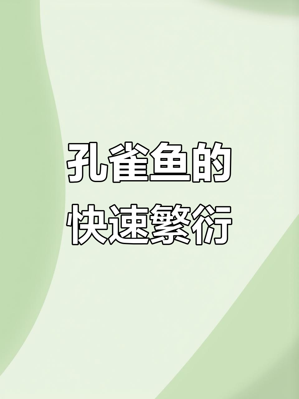 孔雀鱼繁殖能力惊人，两个月就能生一窝小鱼