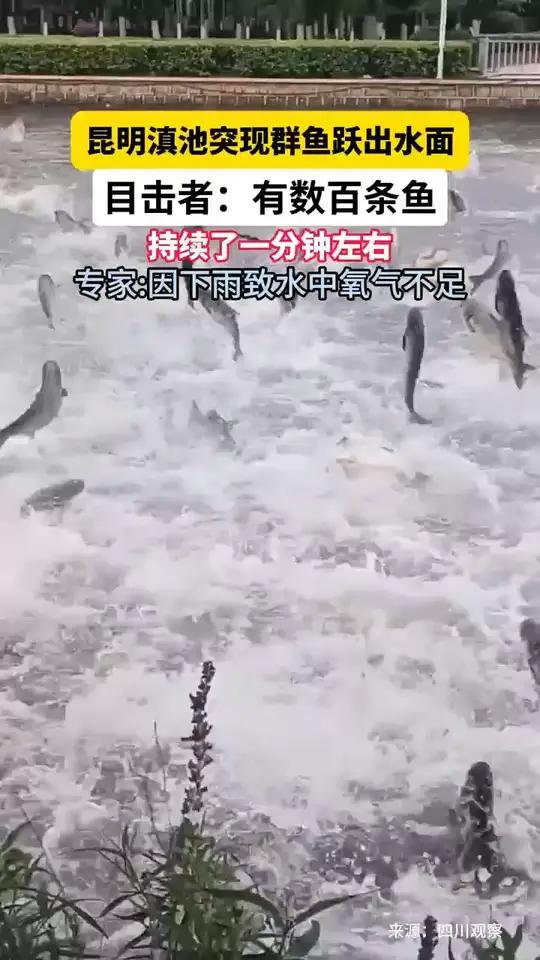 6月1日,云南昆明,昆明滇池突现群鱼跃出水面,目击者:有数百条鱼,持续了一分钟左右。专家: