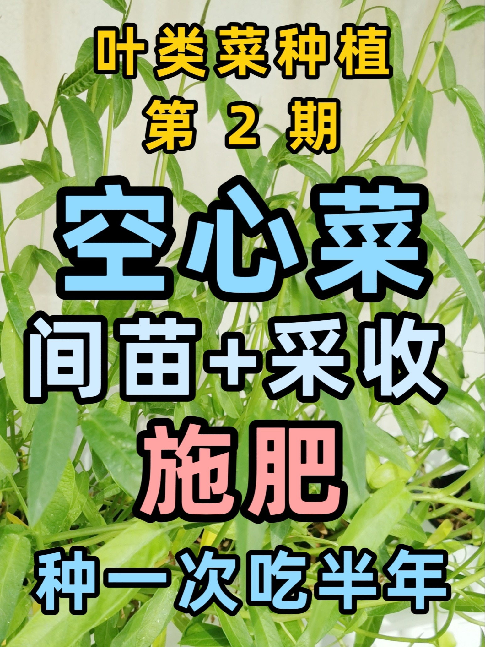 空心菜管理与施肥,种一次吃半年!