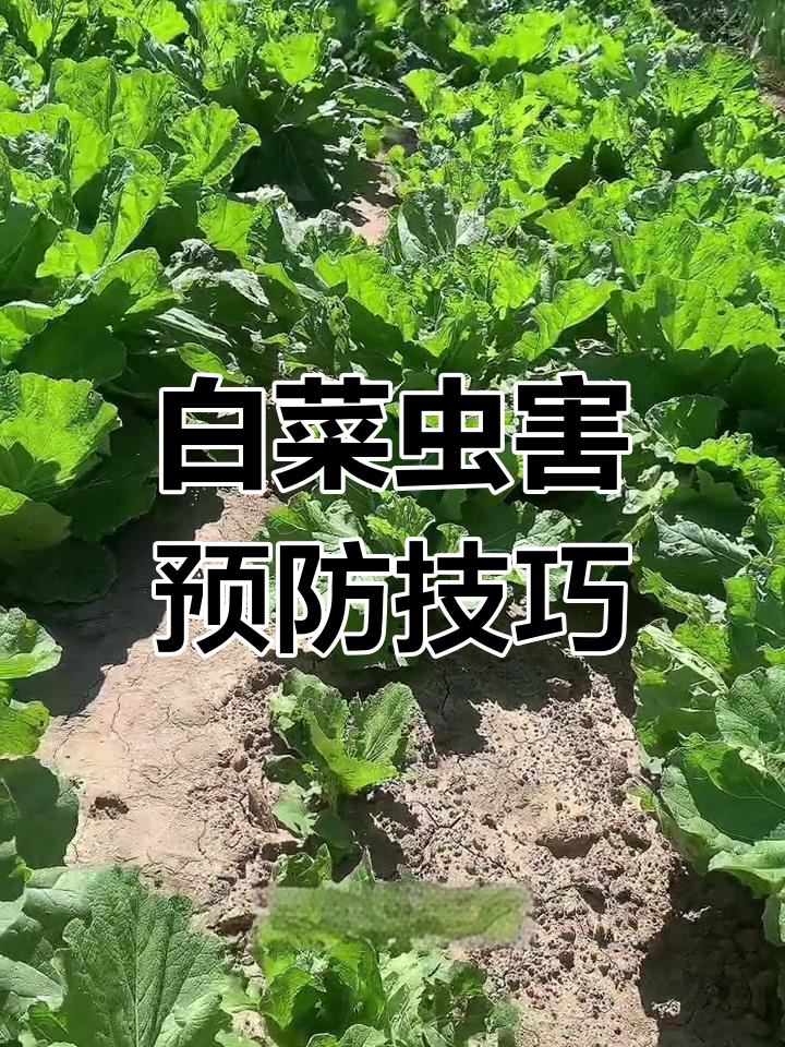 白菜病虫害防治全攻略
