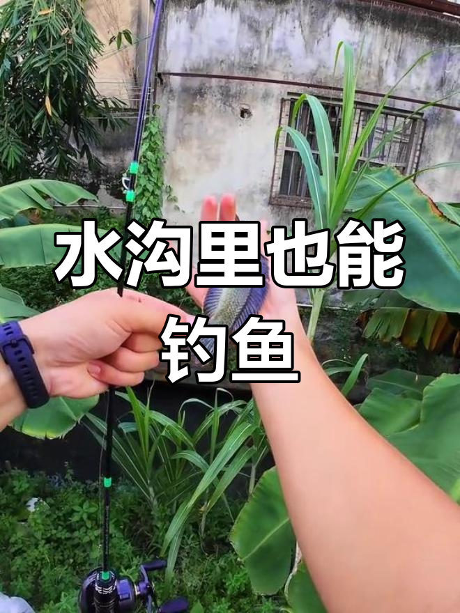 这条臭水沟竟能钓出珍贵观赏鱼