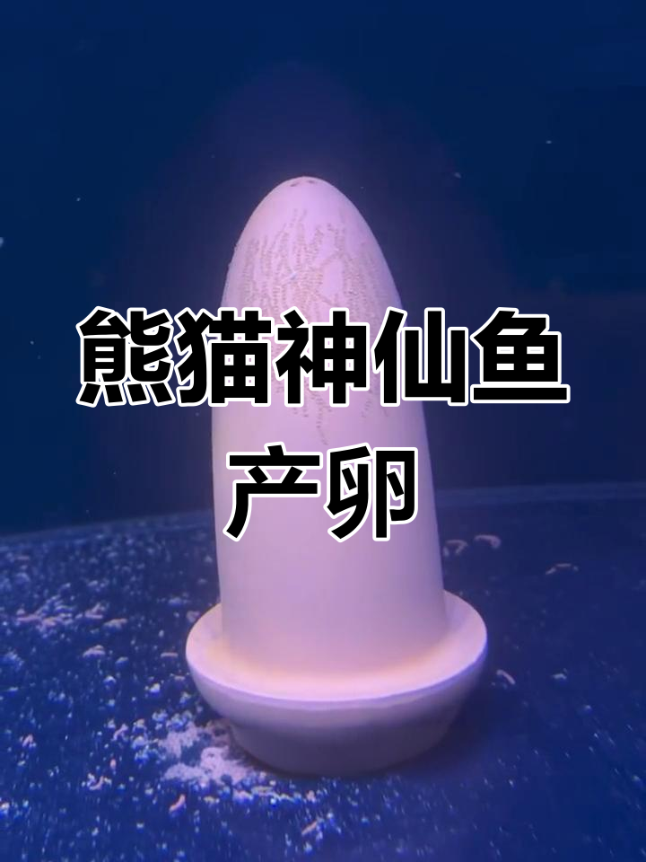 熊猫神仙鱼再次产卵,密密麻麻的鱼宝宝