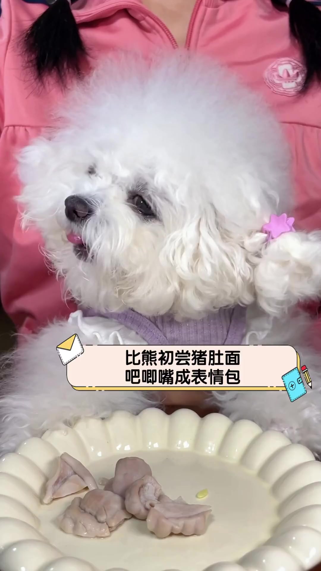 比熊初尝猪肚面,吧唧嘴成表情包