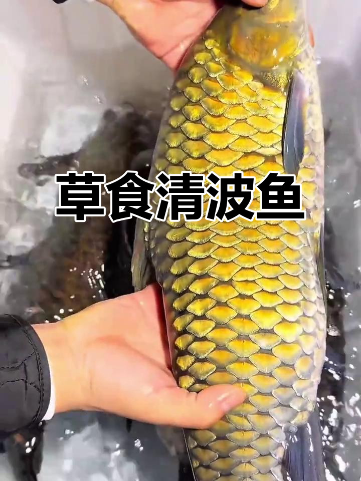 清波鱼以草为食,一年可长至15斤