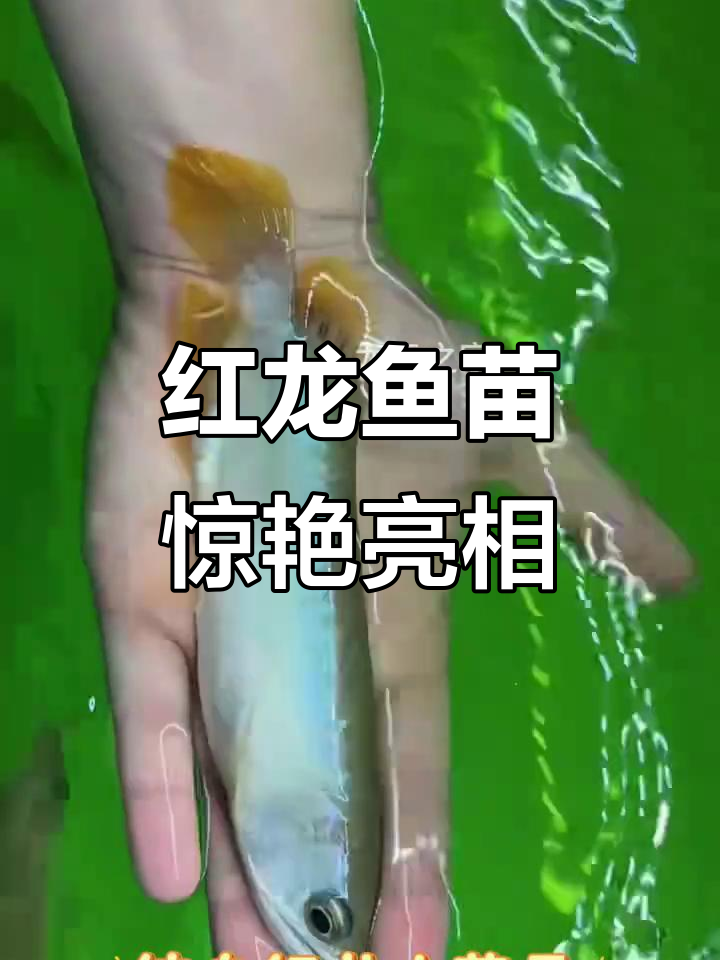 这些纯血红龙鱼苗,火焰尾与巨型鳞片令人惊叹
