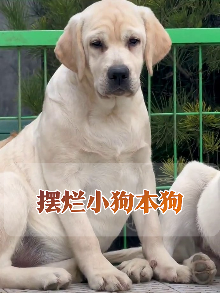 狗子上班摸鱼实录:坐如钟眼神放空,这表情像极了周一的我